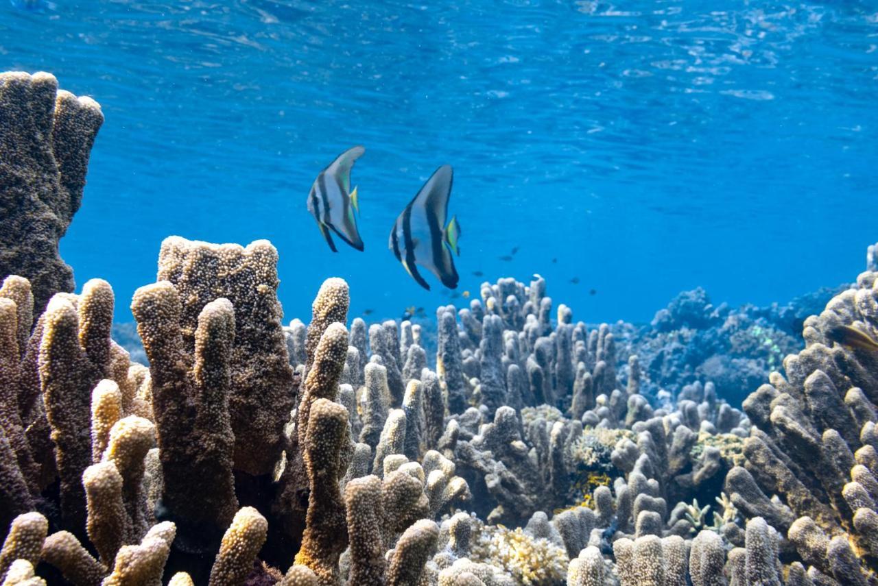 Reconnect - Private Island Resort & Dive Center Togean - Buka Buka Island Ampana ภายนอก รูปภาพ