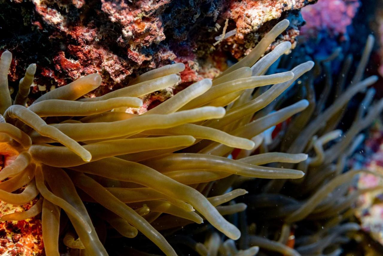 Reconnect - Private Island Resort & Dive Center Togean - Buka Buka Island Ampana ภายนอก รูปภาพ