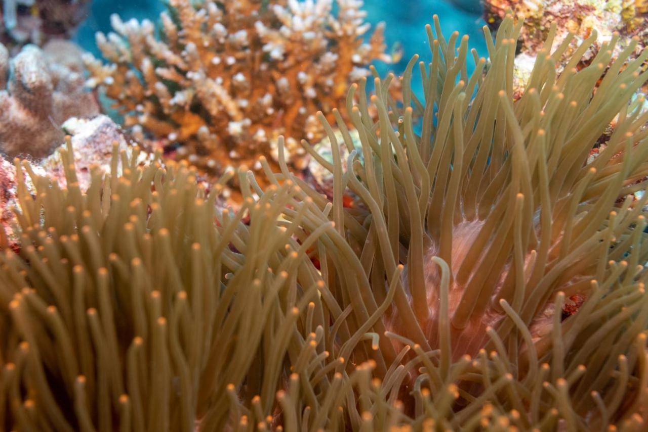 Reconnect - Private Island Resort & Dive Center Togean - Buka Buka Island Ampana ภายนอก รูปภาพ