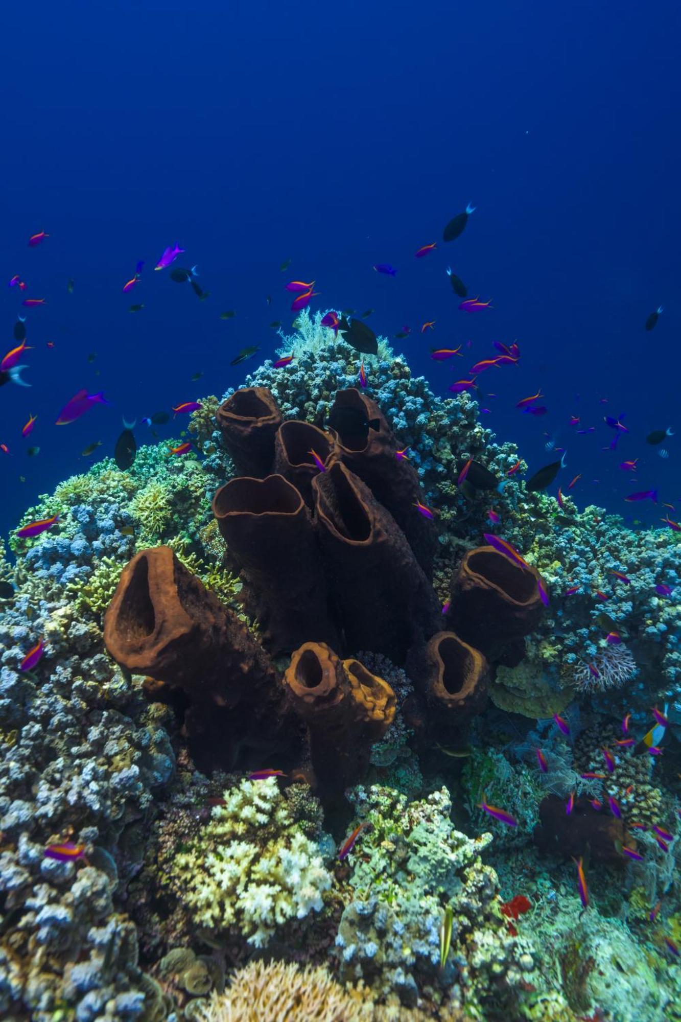 Reconnect - Private Island Resort & Dive Center Togean - Buka Buka Island Ampana ภายนอก รูปภาพ