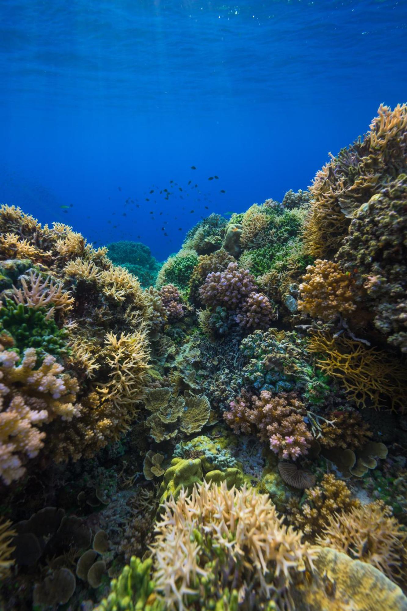 Reconnect - Private Island Resort & Dive Center Togean - Buka Buka Island Ampana ภายนอก รูปภาพ