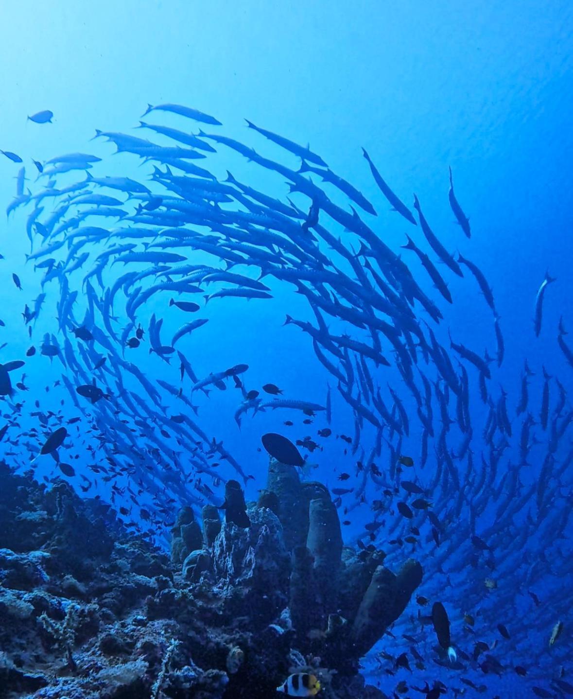 Reconnect - Private Island Resort & Dive Center Togean - Buka Buka Island Ampana ภายนอก รูปภาพ