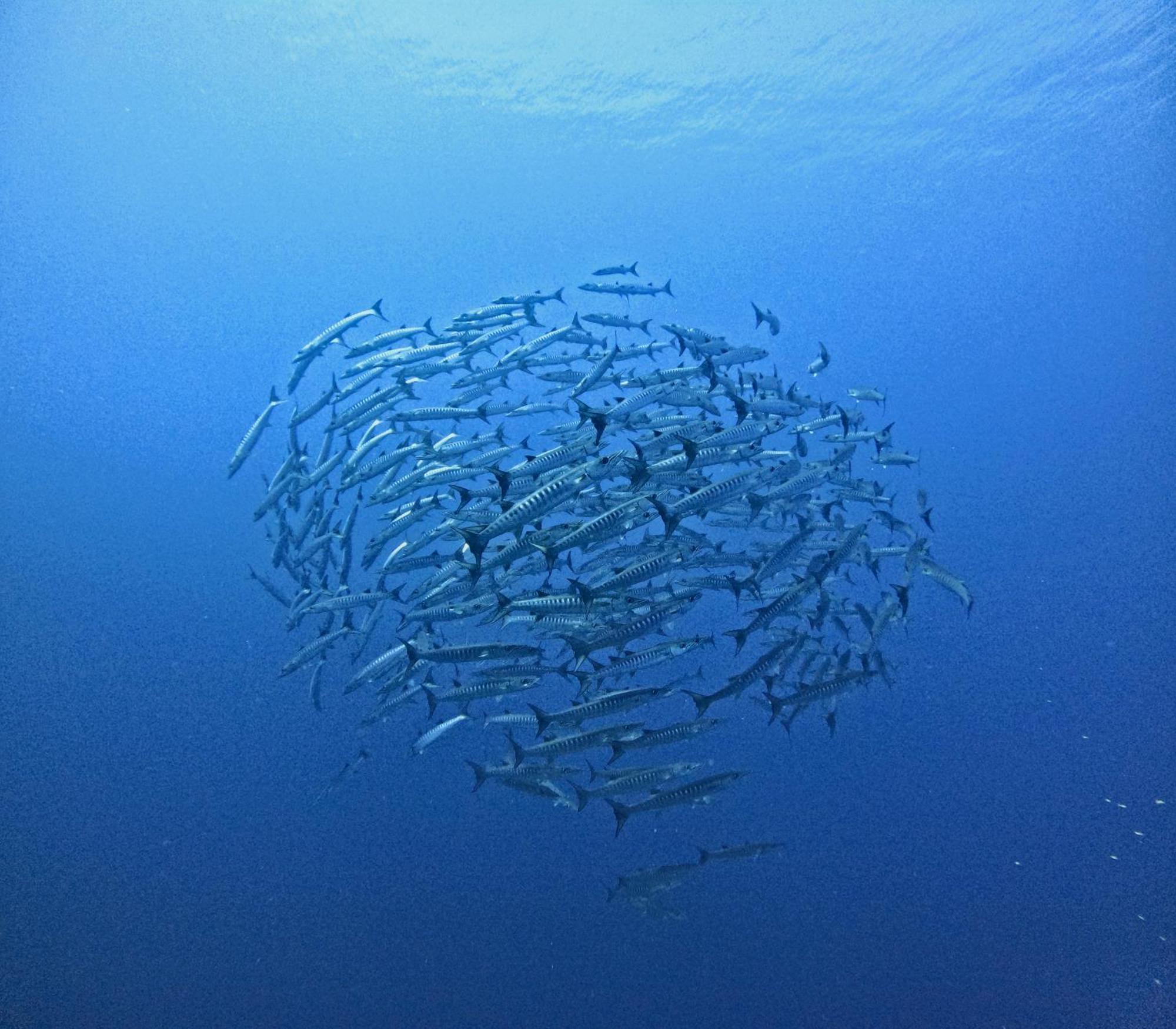 Reconnect - Private Island Resort & Dive Center Togean - Buka Buka Island Ampana ภายนอก รูปภาพ
